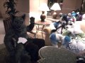 1264735298.grontalis_0121101219.jpg